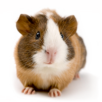 Spécial animalerie