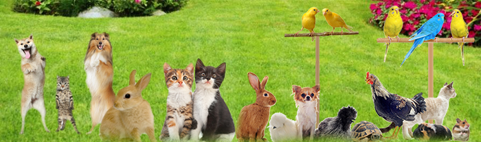 Spécial animalerie